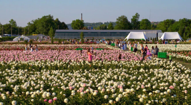 У Глибоці готується до відкриття найбільше півонієве поле України