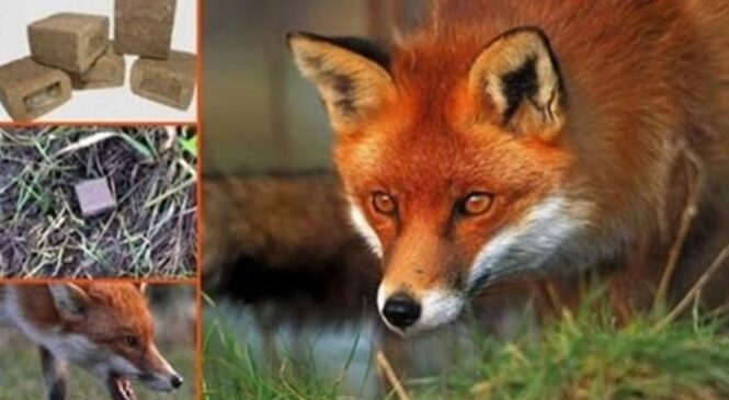 З 1 травня 2025 року на території області розпочнеться весняна кампанія з вакцинації диких м’ясоїдних тварин проти сказу