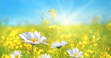 Без опадів та до +28 градусів: погода у Чернівцях та області на 25 червня