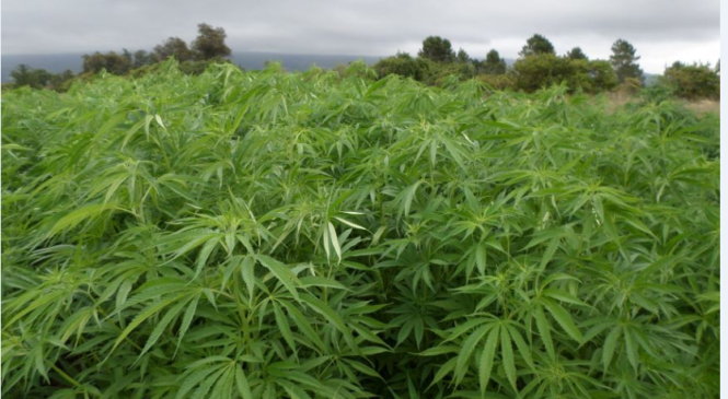 Відповів перед Законом за зберігання наркотичних засобів у великих та особливо великих розмірах