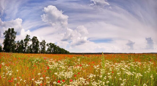 Якою буде погода у Чернівцях та області 11 червня