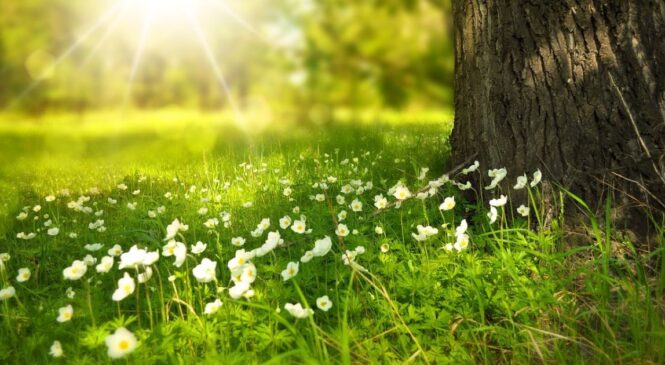 Якою буде погода у Чернівцях та області 4 червня