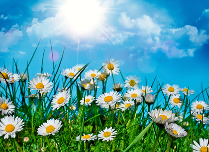 Якою буде погода у Чернівцях та області 20 червня