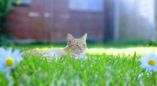 Гроза та до +30: якою буде погода на Буковині 14 липня