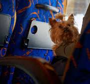 Подорож із тваринами автобусом: в Україні вперше встановили єдині правила