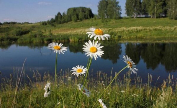 Мінлива хмарність та до 24 градусів тепла: погода у Чернівцях та області на 6 серпня