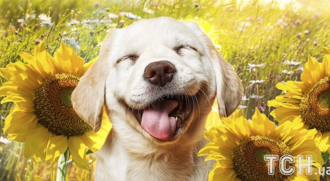 +26 та невелика хмарність: якою буде погода на Буковині 20 серпня