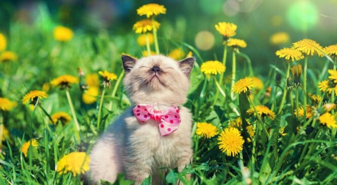 Мінлива хмарність та +24: якою буде погода 21 серпня на Буковині