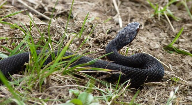 На Буковині мешкають п’ять видів змій: як їх розрізнити та чи є вони небезпечними