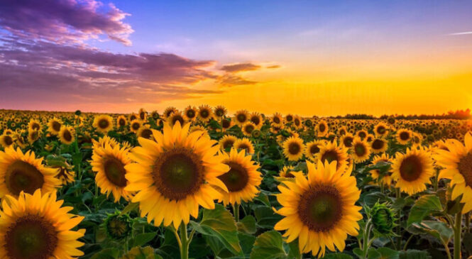 Про погоду 18 серпня у Чернівцях та області