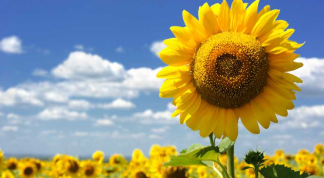 Якою буде погода у Чернівцях та області 13 серпня