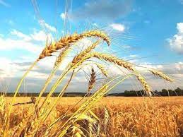 Погода у Чернівцях та області на 28 серпня