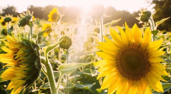 Мінлива хмарність та без опадів: погода на 12 серпня на Буковині