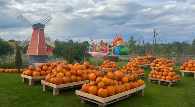 Біля Чернівців облаштували найбільше в Україні гарбузове поле