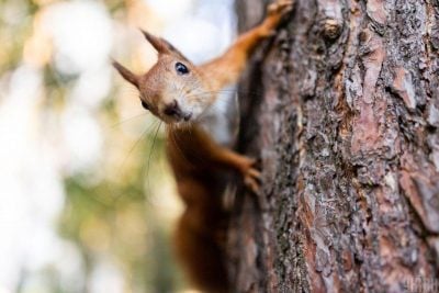 Менше дощитиме: якою буде погода на Буковині 2 жовтня