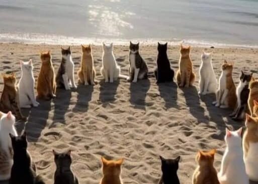 Коти — єдині істоти із золотою аурою