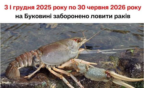 З 1 грудня 2025 року по 30 червня 2026 року на Буковині заборонено ловити раків