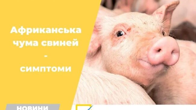 Африканська чума свиней на території області