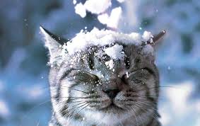 Сьогодні на Буковині хмарно та невеликий сніг