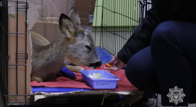 У Тарашанах на автотрасі патрульні врятували поранену козулю