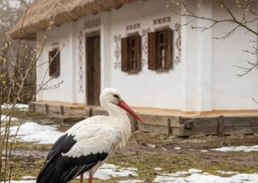 Побачили лелеку вперше цього року? Ось що це може означати для вас.