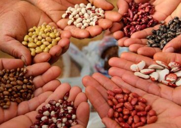 Рання розсада: що варто посіяти у лютому