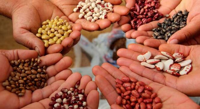 Рання розсада: що варто посіяти у лютому