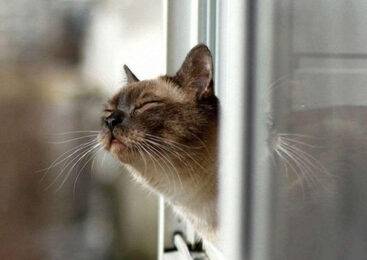 На Буковину йде потепління: якою буде погода 11 лютого