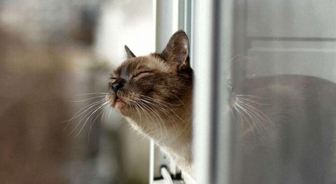 На Буковину йде потепління: якою буде погода 11 лютого