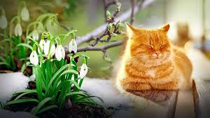 На Буковині відступає зима: прогноз погоди з 23 лютого по 1 березня