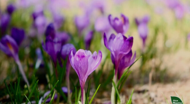 Сьогодні на Буковині синоптики прогнозують до 18° тепла