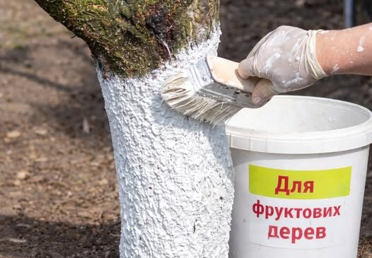 Секрети весняного захисту дерев: користь, правила та поради