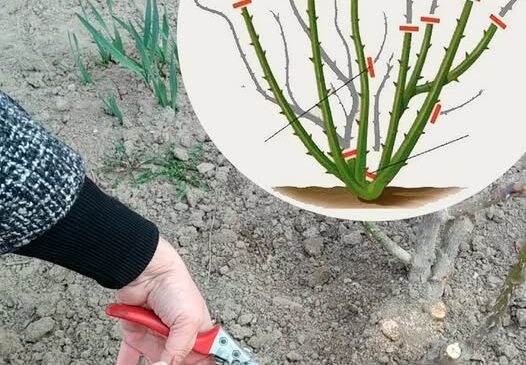 Весняна обрізка троянд: зробіть це правильно і будуть цвісти до пізньої осені