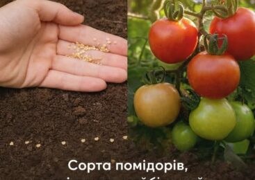 Посадіть ці сорти помідорів в цьому році, щоб збирати врожай до пізньої осені