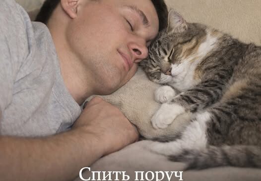 Чому кішка лягає спати з господарем. Головні причини та на що звернути увагу.