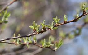 З якої погоди розпочнеться тиждень на Буковині: прогноз на понеділок 23 березня