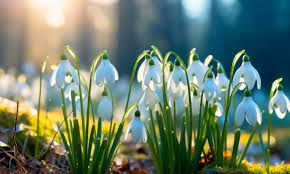 До 10 градусів тепла та мінлива хмарність: якою буде погода на Буковині 5 березня