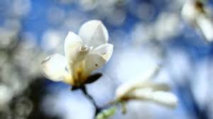 +16 та сонце: якою буде погода 12 березня на Буковині