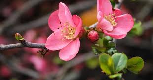 На Буковині справжня весна: ясна погода та до +13