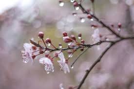 Невеликий дощ та трохи нижчі температури накриють Буковину: якою буде погода 19 березня