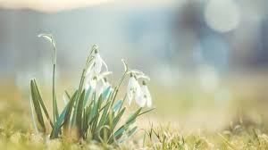 Тиждень на Буковині розпочнеться з теплої та сонячної погоди