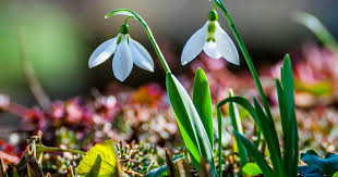 Трохи похолодає: якою буде погода на Буковині 17 березня