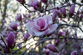 Погода на Буковині 27 березня