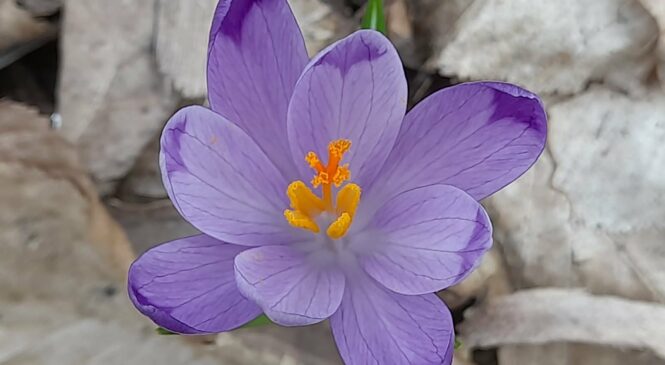 Повідомляє та застерігає дендролог Глибоцької громади Вадим Рудий.