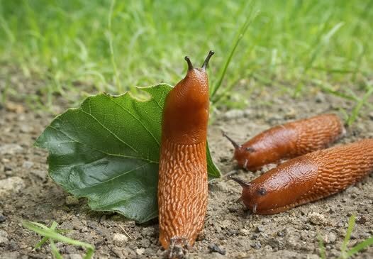 Слимаки забудуть дорогу до вашого городу. Ось що треба зробити на початку квітня.
