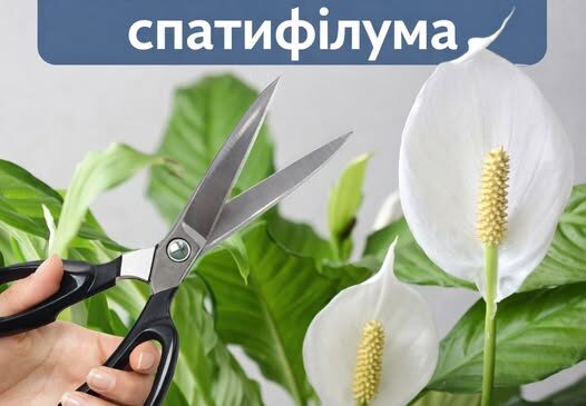 Щоб спатифілум гарно квітнув, його слід правильно обрізати. Розповідаємо як правильно та коли це робити.