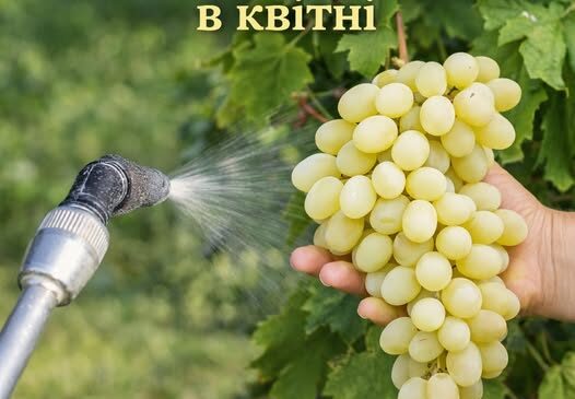 Обробка винограду від шкідників та хвороб. Розповідаємо чим та як правильно це робити