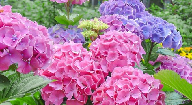 Гортензія рясно цвістиме ціле літо: що обов’язково треба зробити навесні.