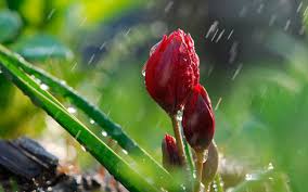 Буковину продовжують накривати дощі: як розпочнеться квітень у Чернівецькій області