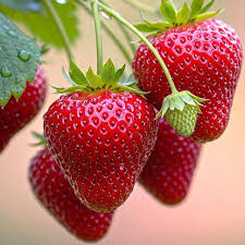 Засіб, яким потрібно обробити полуницю на початку квітня, щоб гарно вродила в цьому році